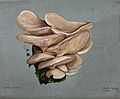 Thumbnail for Pleurotus euosmus