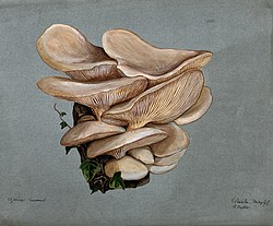 A fungus (Agaricus euosmus) growing on wood. Watercolour by Wellcome V0043316.jpg