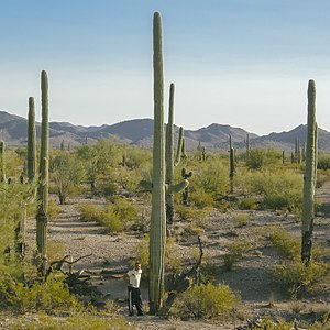 Saguaro