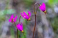 Dodecatheon