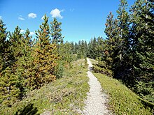 A trail follows the top of an esker in Bow Valley Provincial Park A trail follows the top of an esker.jpg