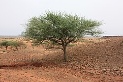 Acacia laeta.