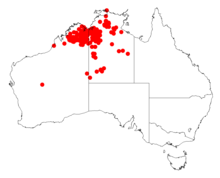 Acacia lycopodiifoliaDistMap562.png