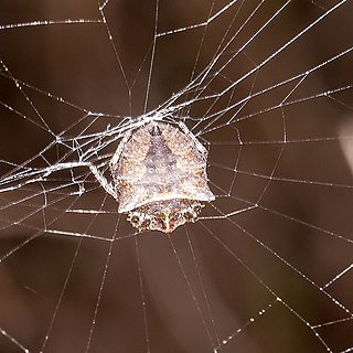 <i>Acanthepeira cherokee</i> Species of spider