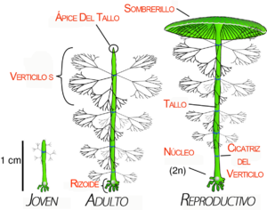 Morfogénesis: Historia, Mecanismos moleculares, Mecanismos Celulares