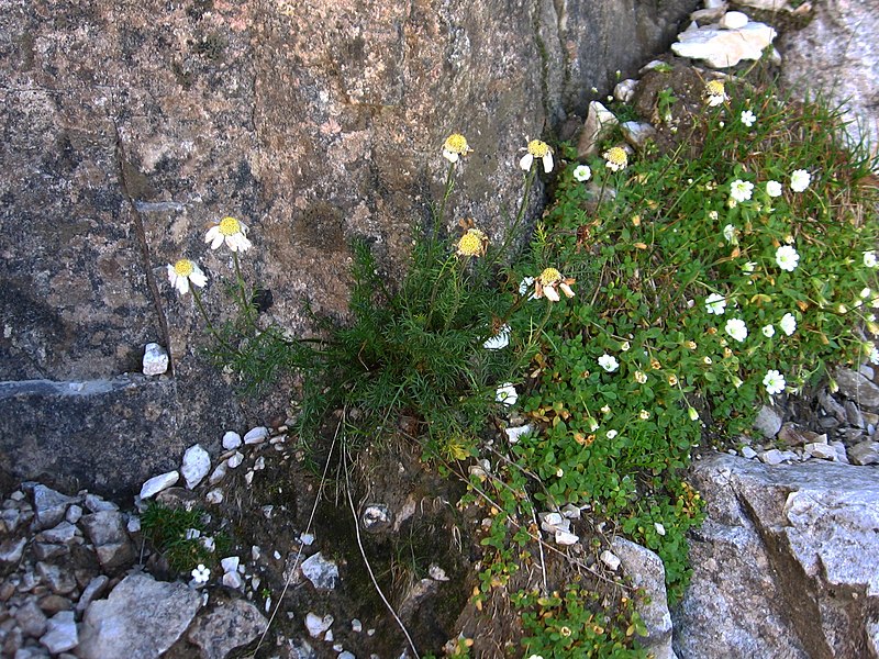 File:Achillea barrelieri.jpg