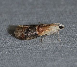 <i>Acrobasis demotella</i> Species of moth