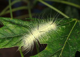 Acronicta americana