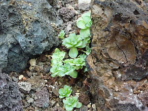 Aeonium dodantrale (Succulents Collection) .jpg