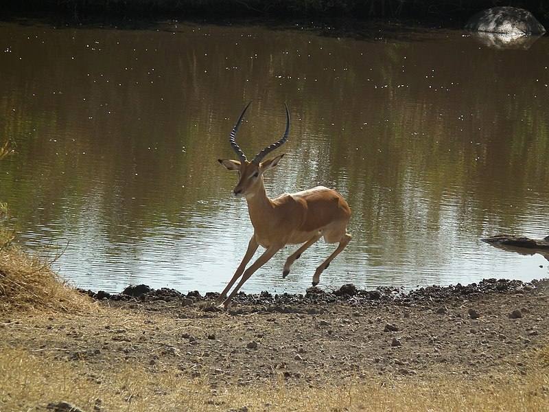 File:Aepyceros melampus Impala in Tanzania 3579 Nevit.jpg