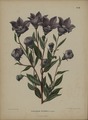 Platycodon grandiflorus in Flora: afbeeldingen en beschrijvingen van boomen, heesters, eenjarige planten, enz. voorkomende in de Nederlandsche tuinen door H. Witte & A. J. Wendel, 1868