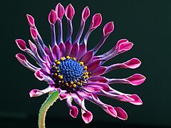 African daisy (Osteospermum sp. 'Pink Whirls')