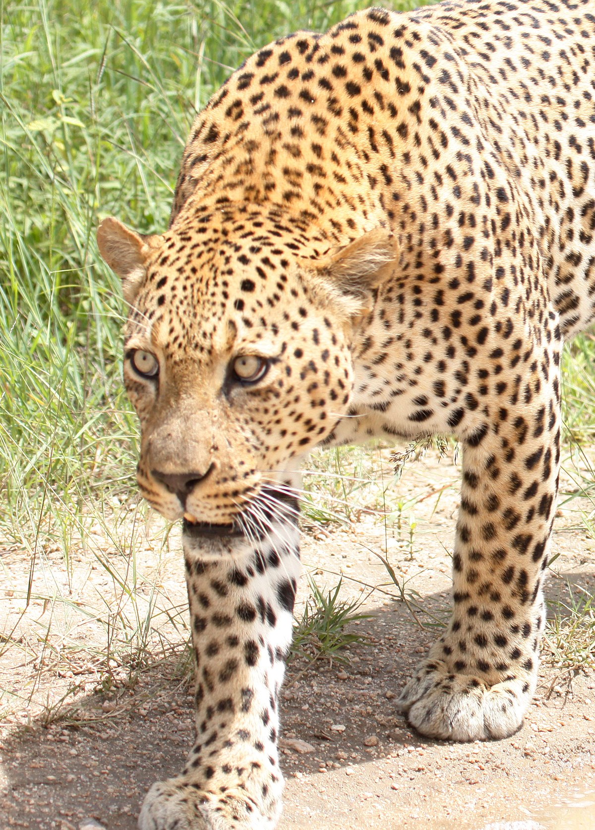 File:Jaguar sitting small.jpg - Wikimedia Commons