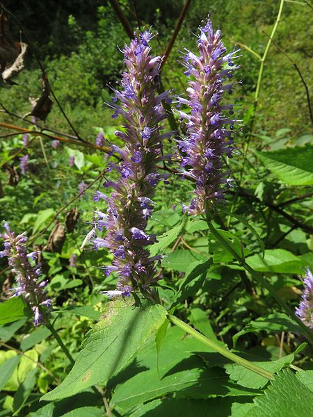 File:Agastache rugosa 7.JPG