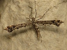 Amblyptilia punctidactyla (9380601492).jpg 