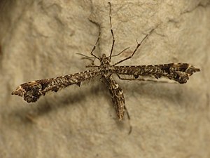 Amblyptilia punctidactyla (9380601492).jpg