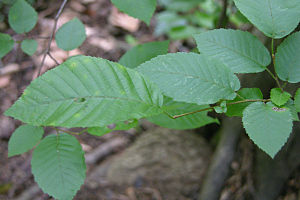 Carpinus caroliniana (folhas)