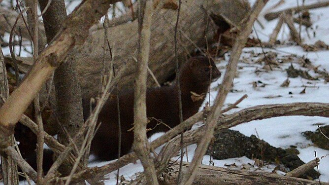 American Mink (Neovison vison)