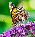 American lady butterfly (Vanessa virginiensis) on Butterfly Bush