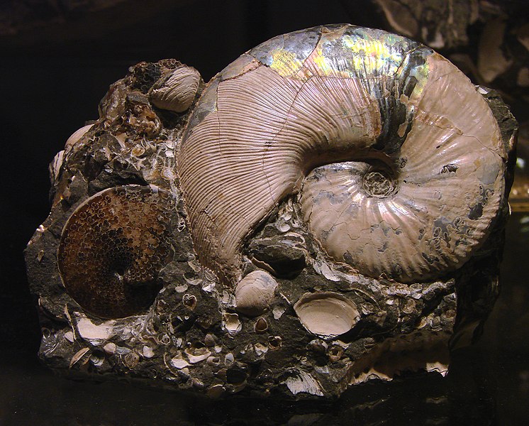 File:Ammonites 180308.jpg