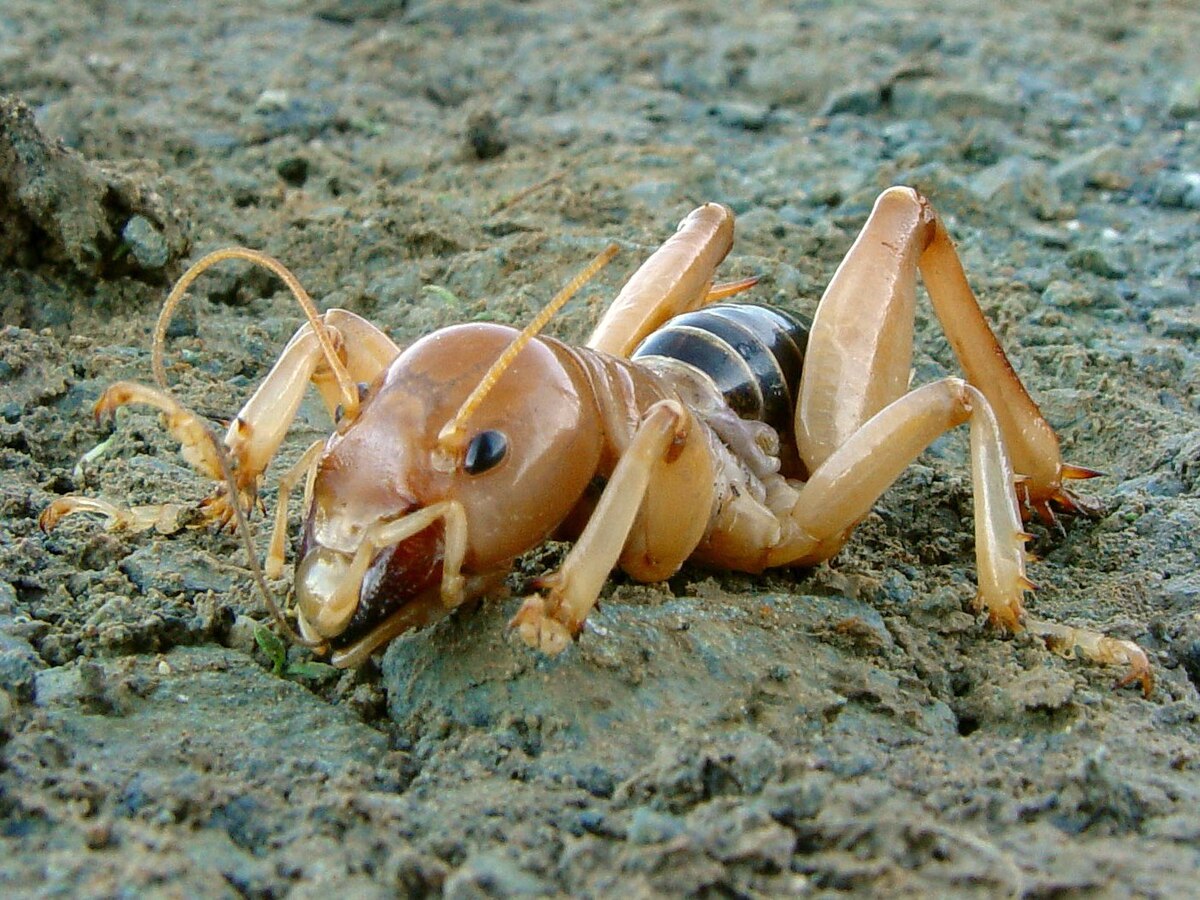 Насекомые шри ланки. Stenopelmatus fuscus. Лжекузнечик. Иерусалимский кузнечик. Иерусалимский сверчок насекомое.