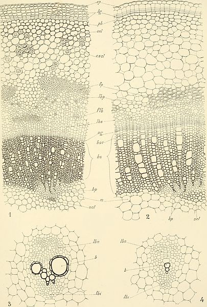 File:Annales des sciences naturelles (1834-1937) (17783811504).jpg