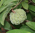 Annona squamosa (Custurd Apple) fruit in Hyderabad, AP W IMG 9353.jpg