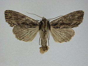 Apamea nigrior