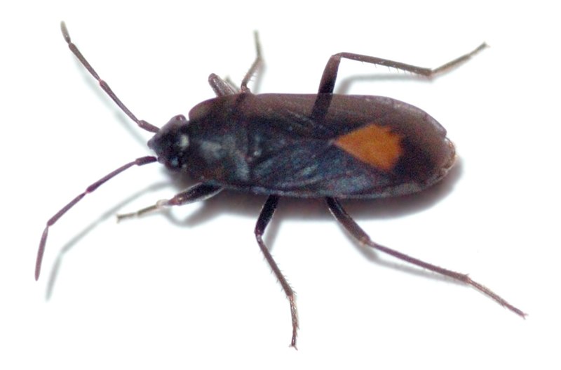 File:Aphanus rolandri - top (aka).jpg