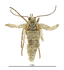 Aponotoreas villosa female.jpg