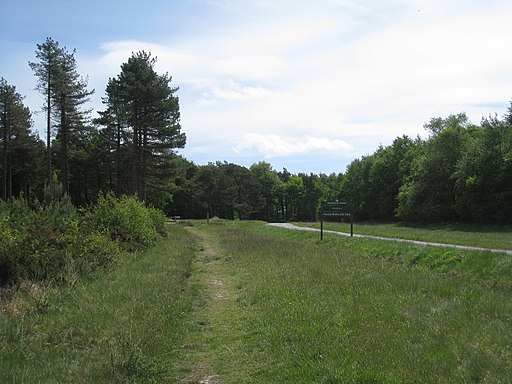 Approaching Mamhead Forest Walks Car Park - geograph.org.uk - 2880150