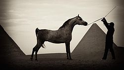 Arabian horse2.jpg