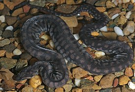 Arafura file snake (Acrochordus arafurae) in captivity.jpg