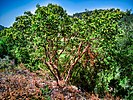 Arbutus andrachne In Israel