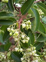 Miniatura per Arbutus andrachne