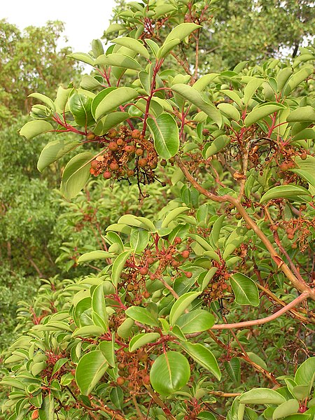 File:Arbutus andrachne fruit (Ab plant 100).jpg