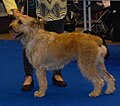 Ardennes Cattle Dog, fawn