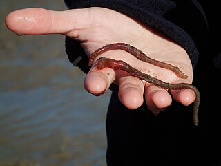 Lugworm marine worm