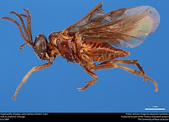 Sphacophilus cellularis Argid sawfly (Argidae, Sphacophilus cellularis (Say)) (37534862171).jpg