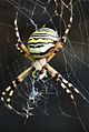 English: Female wasp spider (Argiope bruennichi).