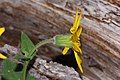 Arnica cordifolia