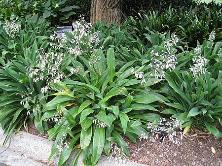 Arthropodium cirrhatum