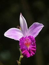 Bamboo orchid (Arundina graminifolia)