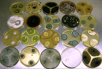 Agar Plate