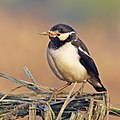 * Nomination Asian pied starling (Gracupica contra), UP, India --Charlesjsharp 09:34, 6 December 2017 (UTC) * Promotion Good quality. --Ermell 11:01, 6 December 2017 (UTC)