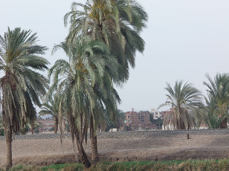 File:Assiut Manflout Road طريق أسيوط منفلوط - panoramio.jpg