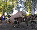 Vignette pour Reproduction du cheval