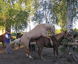 color photo of a horse on a farm