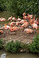 * Nomination: Phoenicopterus ruber in Chester Zoo --Mike Peel 06:42, 28 July 2023 (UTC) * * Review needed