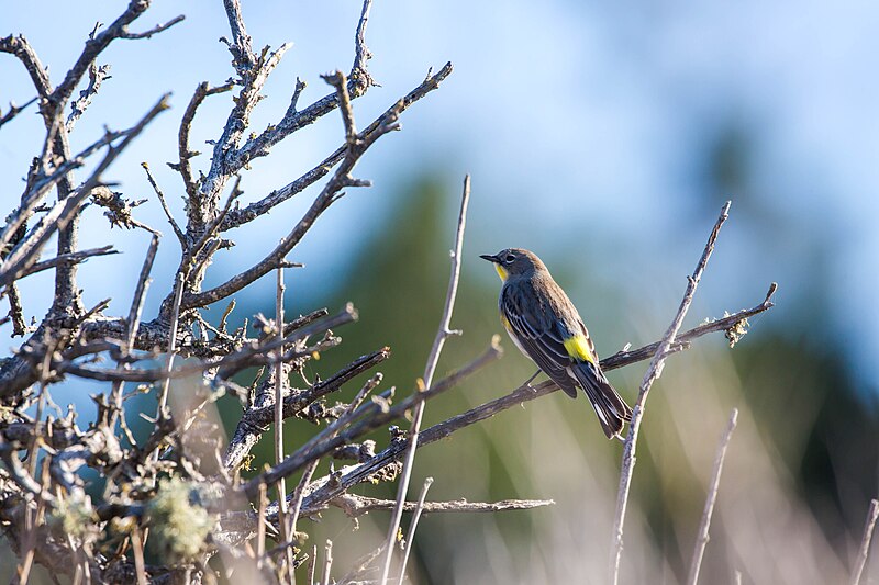 File:Audubon's warbler (38476981254).jpg